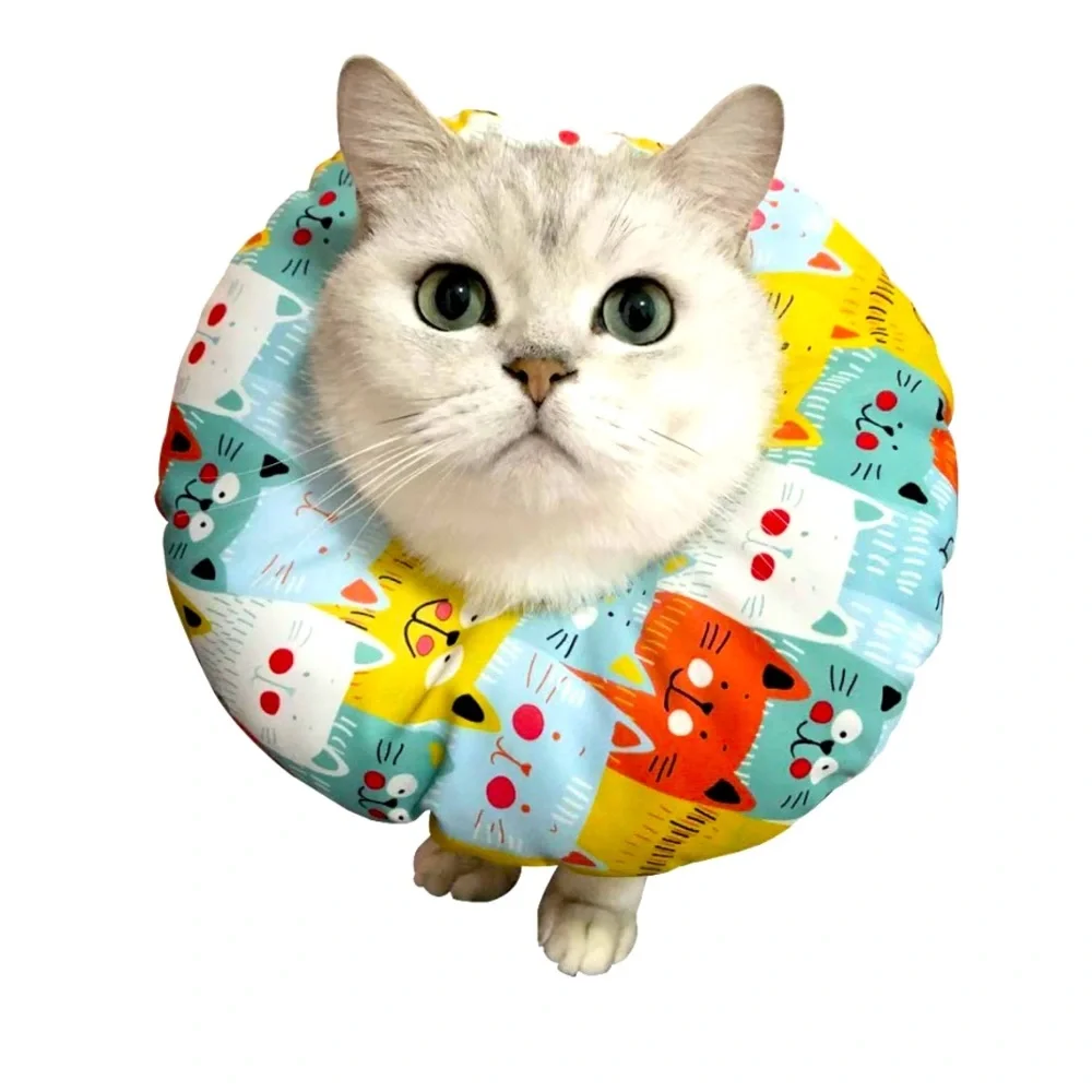 🐈… 🐾 • 🏥 RECOVERY ❤️🩹 🏥❤️🩹 • 🐾… 🐱